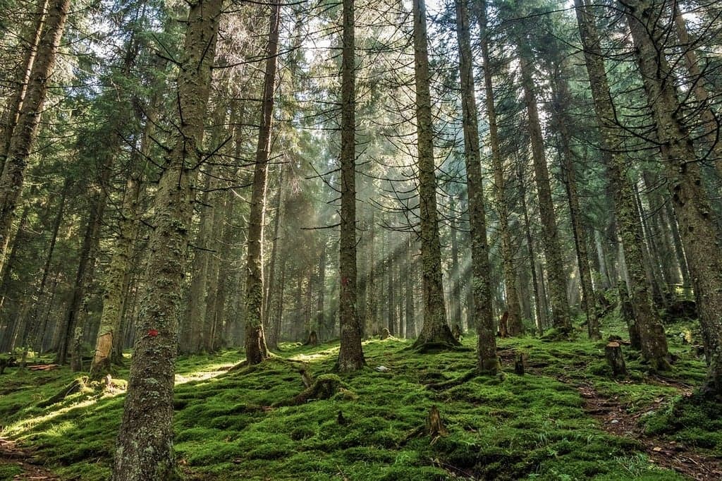 Pinewood Forest Anomalies